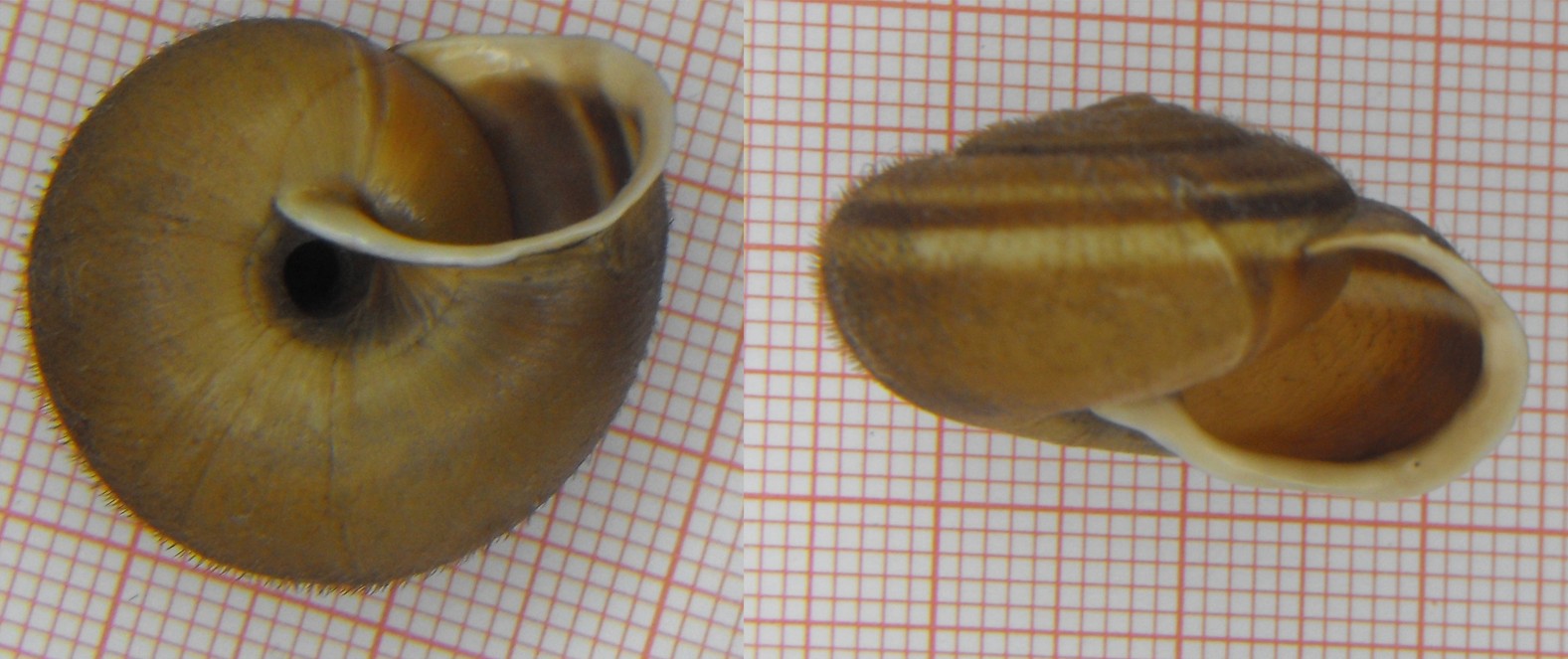 Chilostoma (Campylaea) planospira var. neapolitana